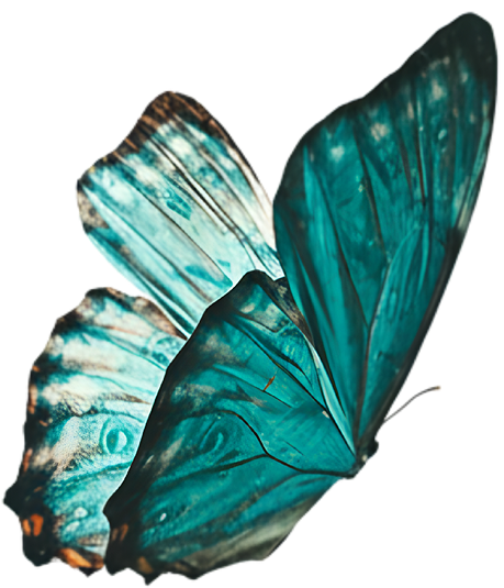 Butterfly 1